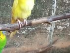 Love Birds