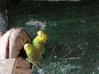 Love Bird