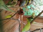 Love Bird