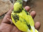 Love Bird