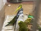 Love Birds