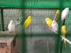 Love Bird