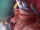 Love Birds