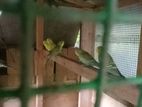 Love Bird