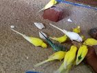 Love Bird