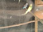 Love Bird