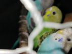 Love Birds