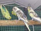 Love Bird Harlequin