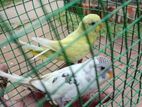Love Birds