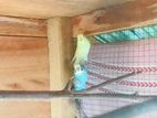 Love Bird