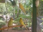 love bird vikinimata