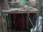 love bird with cage