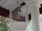 Love Bird with Cage
