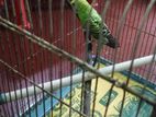 love bird with cage
