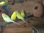 Love Bird