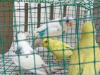 Love Birds