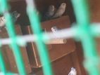 Love birds with bird cage