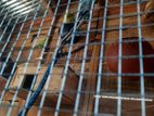 Love Birds with Cage