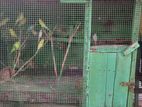 Love Birds with Cage