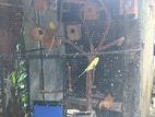 Love Birds with Cage