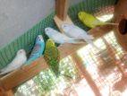 Love Birds / Cockatil