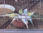 Love Birds