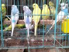 Love Birds