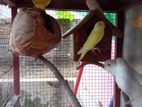 Love Birds Breeding Pair