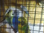 Love birds breeding pair