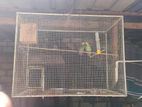 Love Birds with Cage