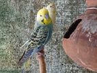 Love Birds
