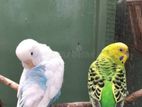 Love Birds Breeding Pairs