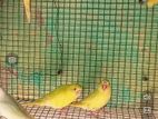 Love Birds Breeding Pairs Red Eyes