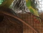 Love Birds Breeding Pairs with Cage