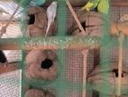 love birds breeding set
