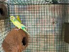 Love Birds (Budgie Birds)
