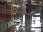 Love birds/ budgie