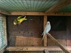 Love Birds
