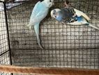 Love Birds