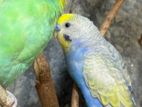 Love Birds Budgies