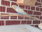 Love birds (Budgies)