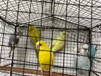 Love Birds