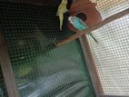 Love Birds
