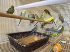 Love birds ( budgies)