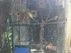 Love Birds Cage