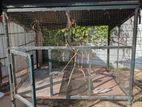 Love Birds Cage