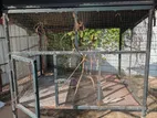 Love Birds Cage