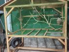Love Birds Cage