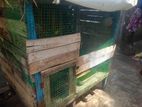 Love Birds Cage