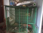 Bird Cage